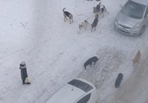 Видео, на котором около десятка собак бегают по двору дома №16 по улице Панфиловцев сняли местные жители