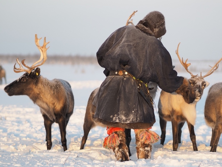 На Ямале оленеводы получат больше 1,5 тысячи ветеринарных наборов в 2024 году