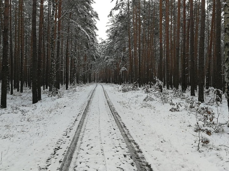 Иностранец насмерть замерз в лесу после ДТП в Выборгском районе Ленобласти