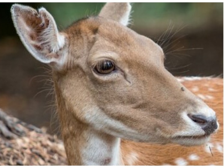 Омичи заметили мертвых косуль на бульваре Архитекторов в Левобережье