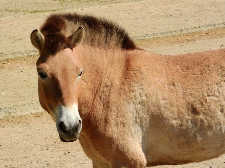 Лошадей Пржевальского для реинтродукции в Хакасии доставят из Оренбуржья