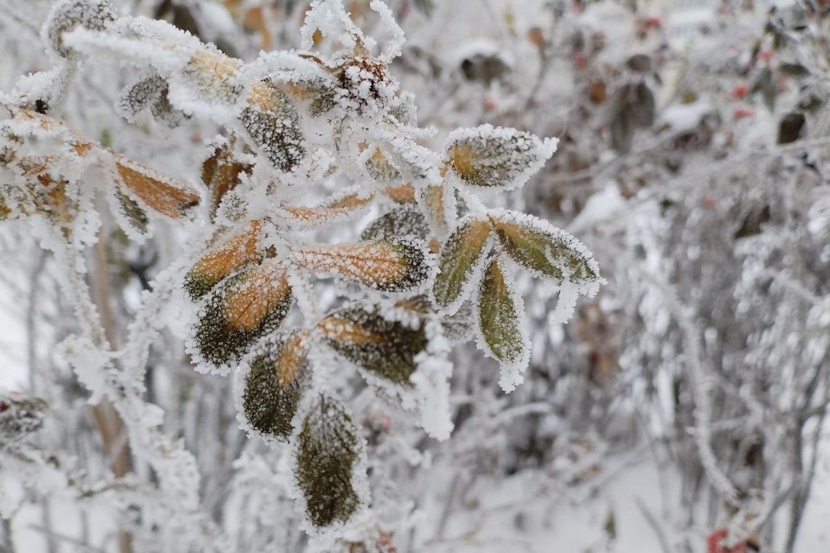 МЧС предупредило об ухудшении погодных условий в Петербурге 4 января
