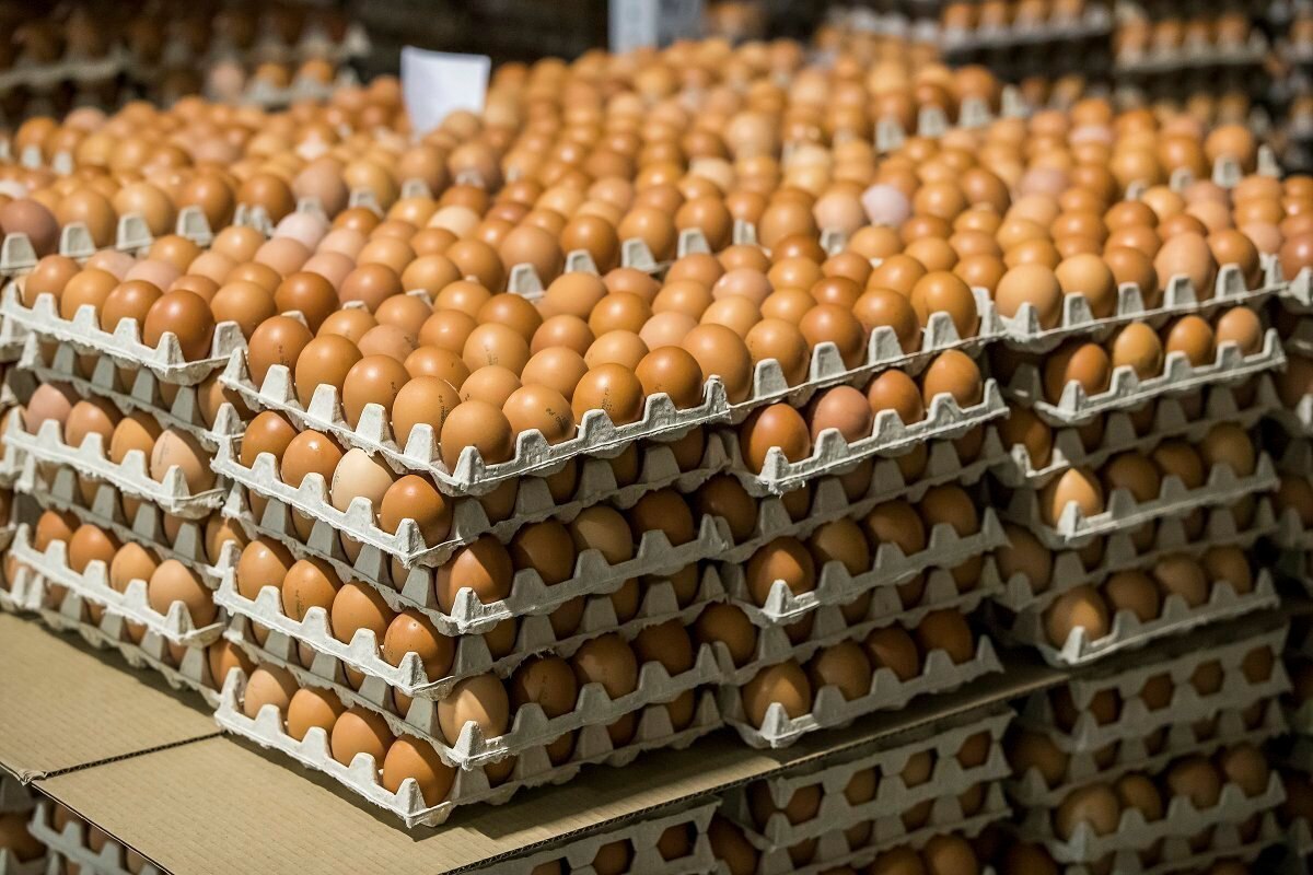 Из Турции через Дагестан завезли яйца