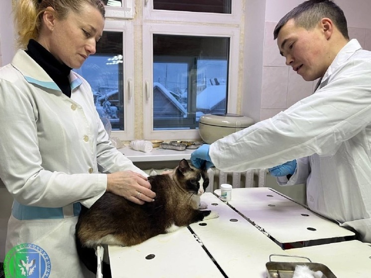 Жителей Шурышкарского района приглашают бесплатно чипировать животных