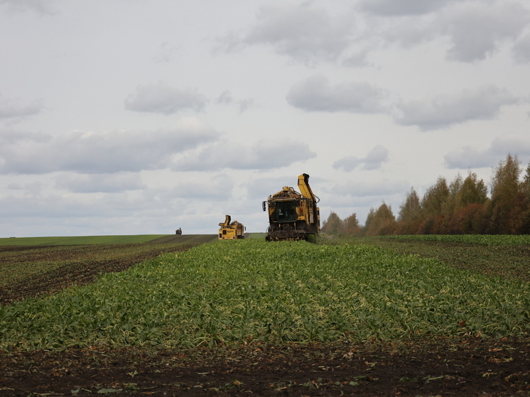 Урожайность сахарной свеклы