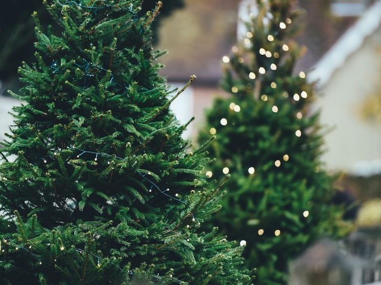 Германия — Рождественская елка: будьте осторожны, вас могут оштрафовать