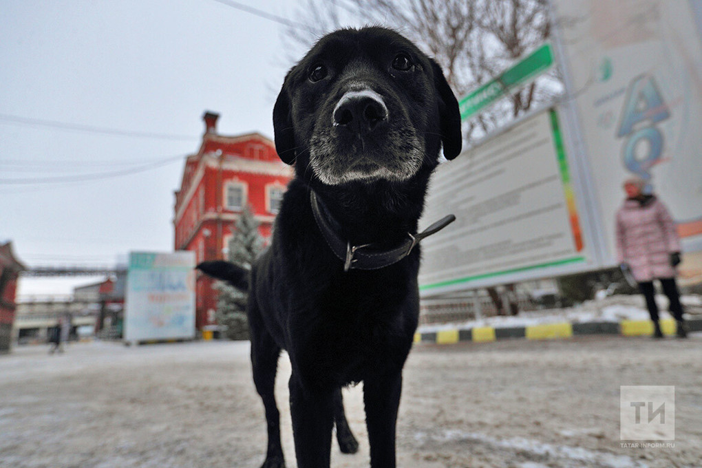 На отлов и содержание бездомных собак Нижнекамск выделяет средства
