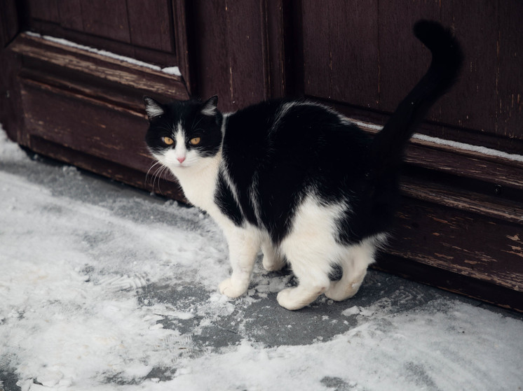 В Тверской области из-за больного и мертвого кота может начаться серьезная проверка