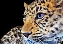 У леопарда с кодовым именем Leo 260M своя трагическая история с счастливым концом