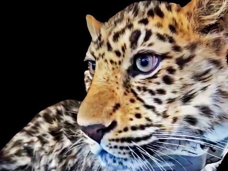 Дальневосточный леопард из Приморья преодолел более 100 километров