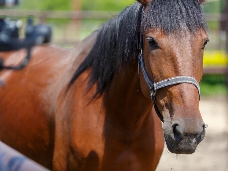 "Не зафиксировано": томичам рассказали о вирусе западного энцефалита лошадей