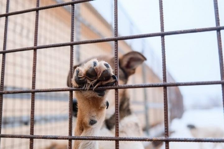 В Котово Волгоградской области неизвестный расстрелял собаку и щенка