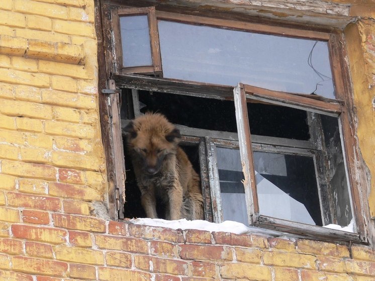 На Можайской улице спасатели помогли застрявшей в заборе собаке