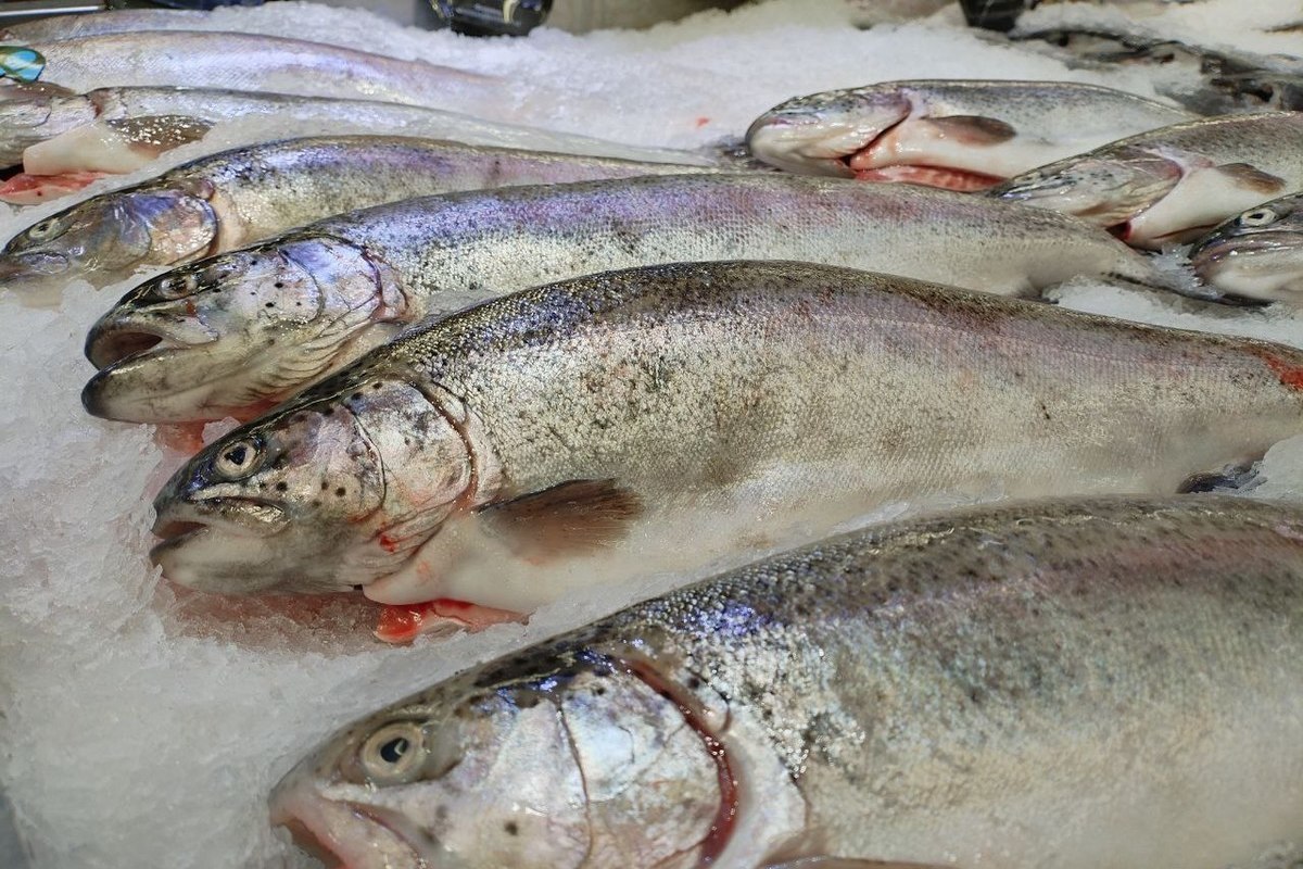 Из Ленобласти и Петербурга за год экспортировали почти 500 тонн рыбы