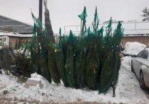 В Петербурге стартовала акция по утилизации елок после празднования Нового года. Также она проводится и в Ленобласти, сообщает dp.ru.