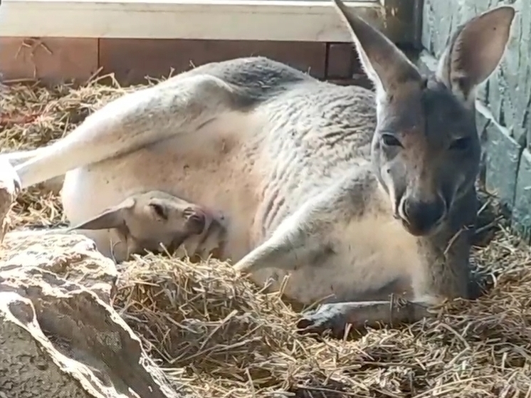 Рождественское чудо: в Бахчисарае новорожденный кенгуренок впервые показался из сумки матери