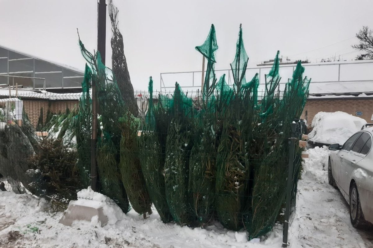 В Петербурге началась утилизация новогодних елок