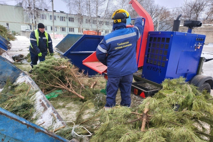 В Тамбове и Мичуринске запускают ежегодную акцию по переработке новогодних елок