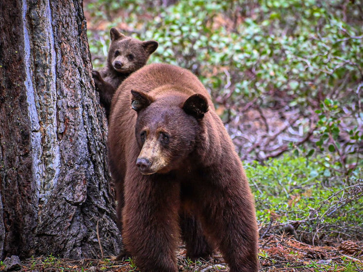 Забредшего в кузбасский дачный поселок медвежонка разыскивают охотоведы