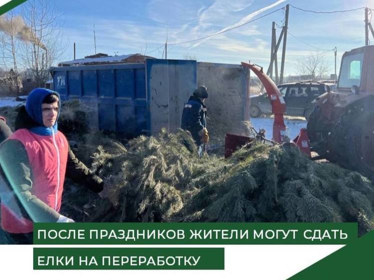Пензенцам рассказали, как утилизировать елку после праздников
