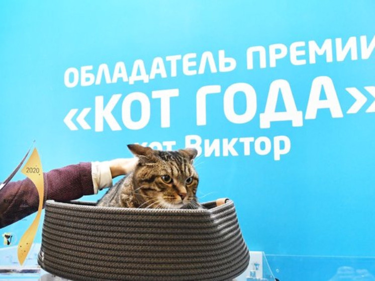Умер кот Виктор, которого не пустили в самолет в Приморье из-за лишнего веса