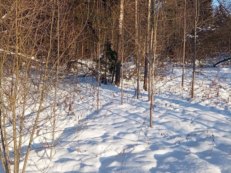 В Саратовской области стало на 4 тысячи га больше лесов