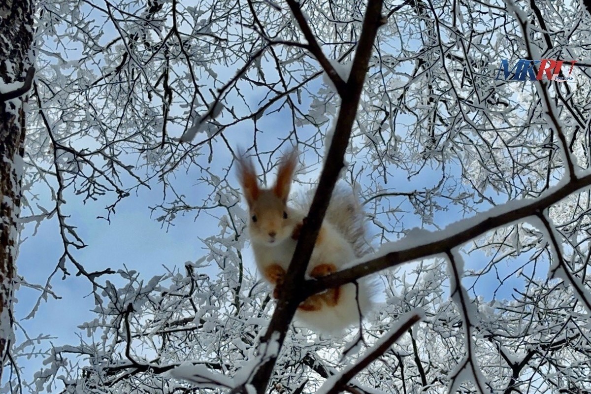 Аномальные морозы в Рязанской области сохранятся до конца новогодних каникул