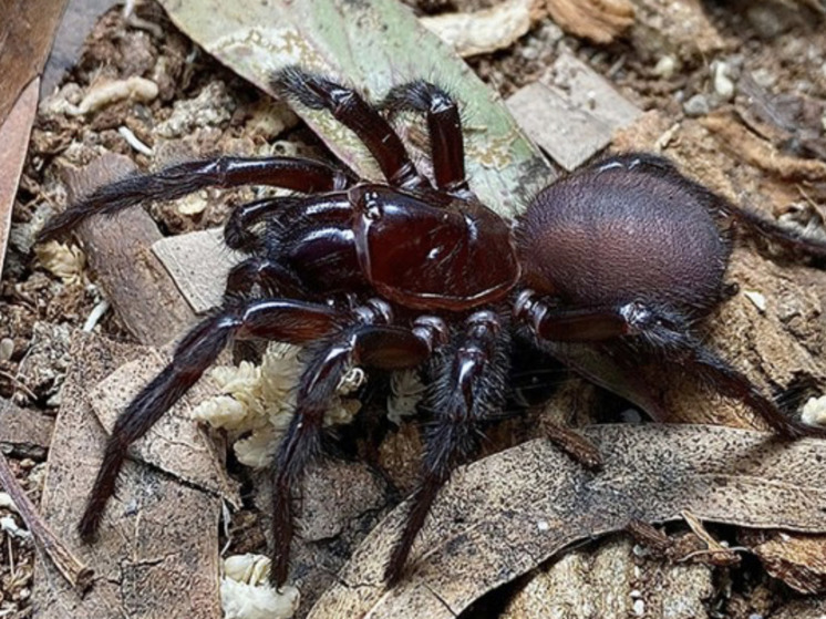 Рекордных размеров самец самого смертоносного паука найден в Австралии0
