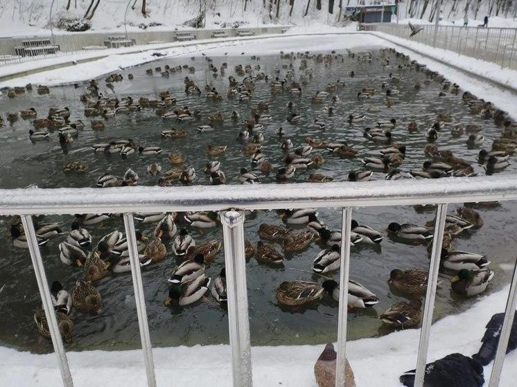 В Центральном парке Воронежа отремонтировали аппарат для кормления уток