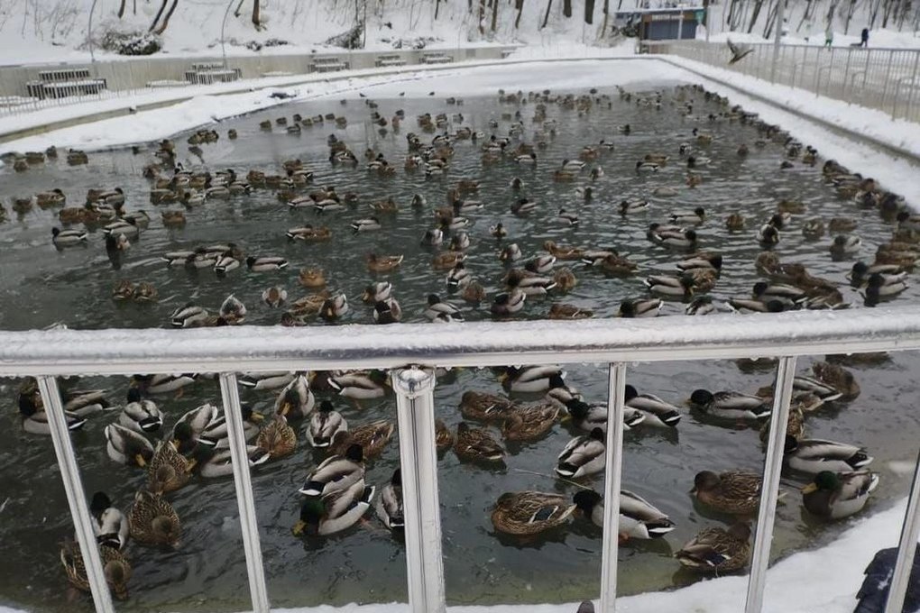 В Центральном парке Воронежа отремонтировали аппарат для кормления уток