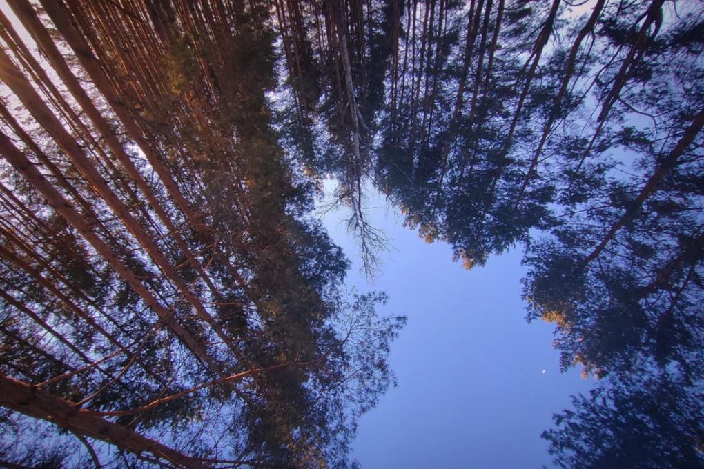 Более 4000 га нижегородских лесов охватило лесопатологическое обследование
