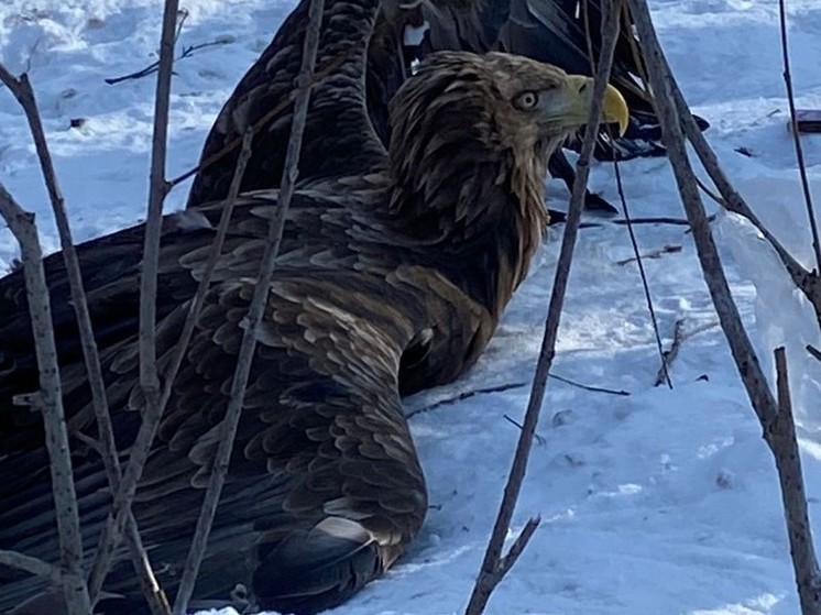 В пригороде Хабаровска спасли краснокнижного орлана-белохвоста