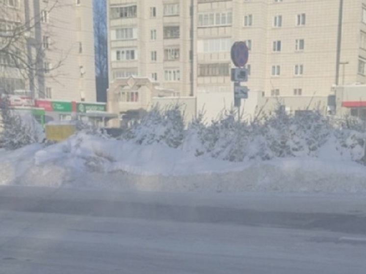 Ярославцы выложили в соцсетях фото не раскупленных елочек с новогодних базаров