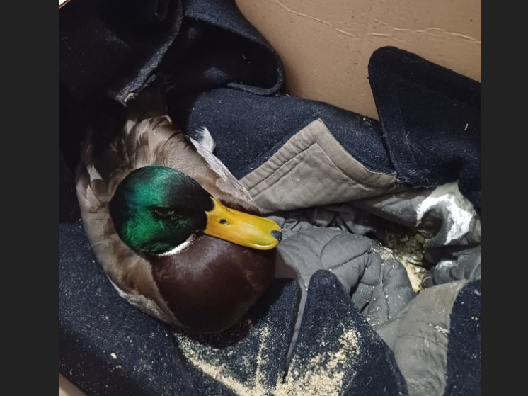 Замерзшую утку принесли в Музей воинской славы в Сортавале