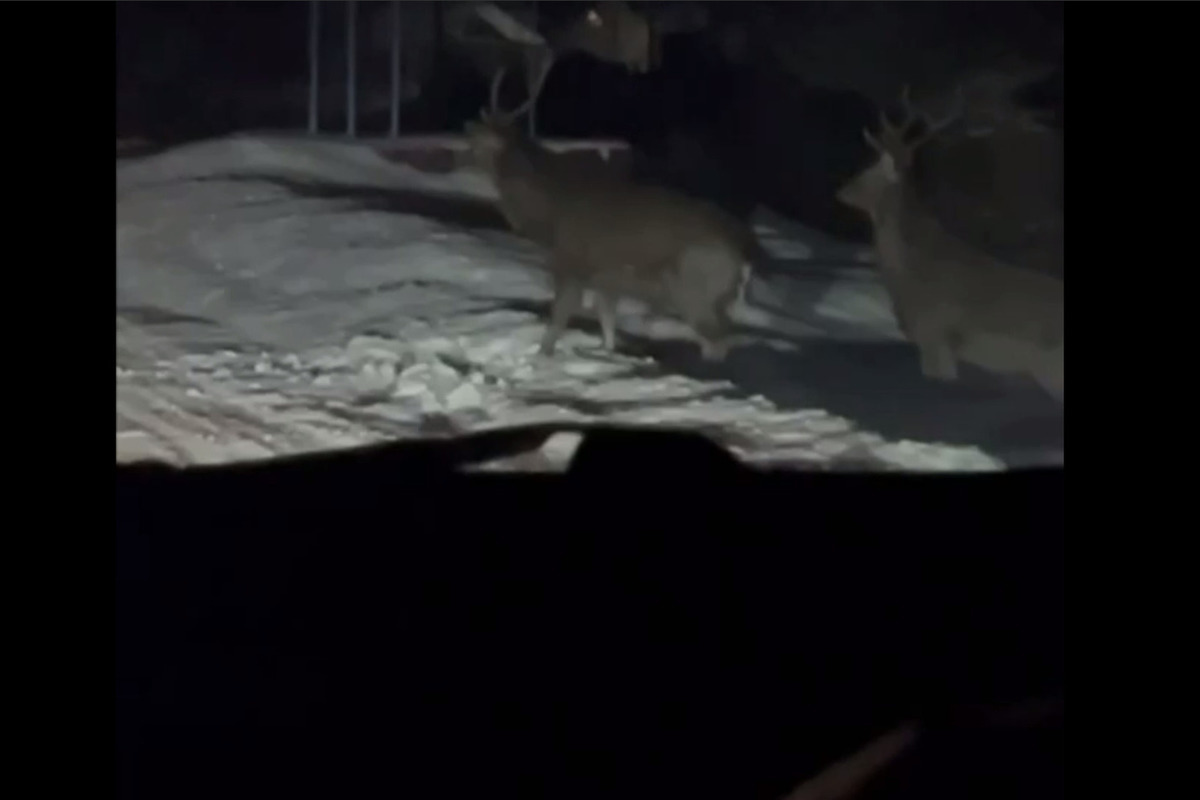 В Сурске на дороге заметили двух самцов оленей
