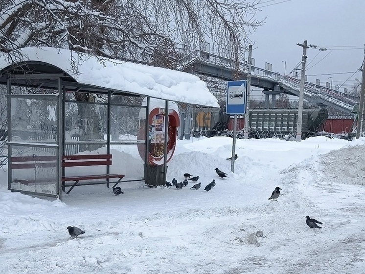 Власти бессильны против бесчеловечности водителей автобусов в Петрозаводске