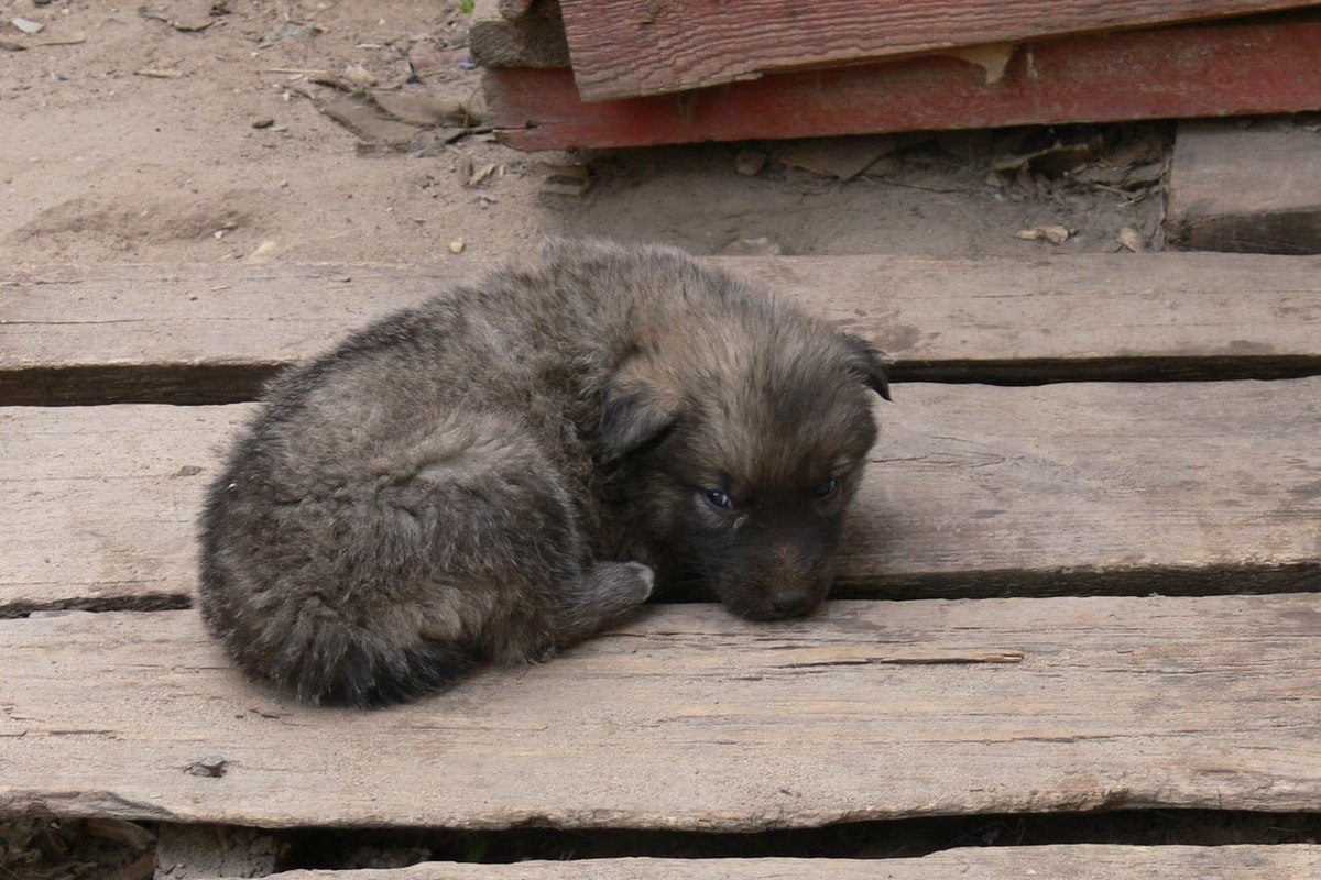 Криминалист из Калининграда помогла найти сбежавшую собаку Мистера Фурса