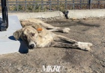 Зоозащитники создали петицию, чтобы привлечь к ответственности читинца, который зарезал собаку на КСК в Чите. Документ опубликован на сайте change.org.