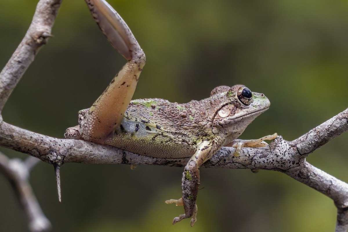 Americans urged to kill cannibal frogs on sight
