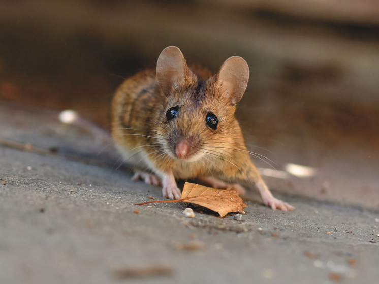 Поведение прибирающей за человеком «аккуратной мыши» получило научное объяснение