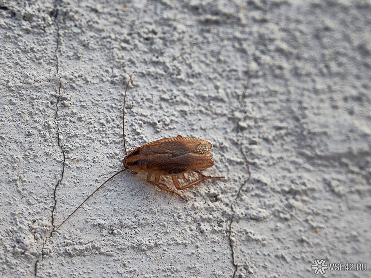 Полчища насекомых терроризируют жителей новокузнецкой многоэтажки