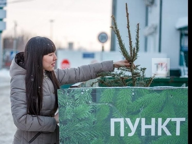 Казанцы смогут сдать новогодние елки на переработку до конца января