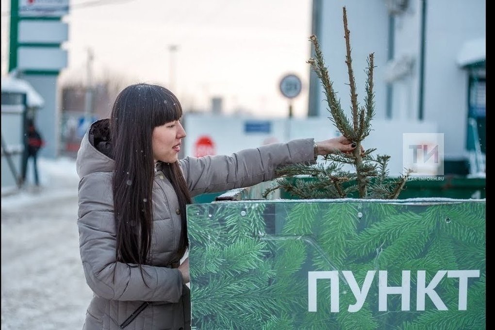 Казанцы смогут сдать новогодние елки на переработку до конца января