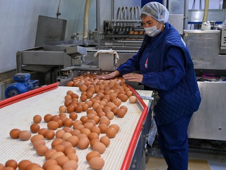 Калужская область увеличит производство яиц на 20 млн штук