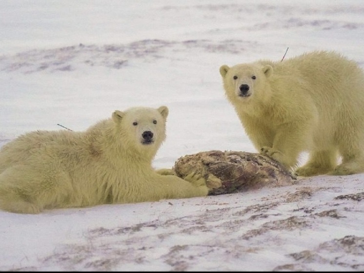 Радионова рассказала Путину о спасении в ЯНАО белых медвежат Хары и Савэя