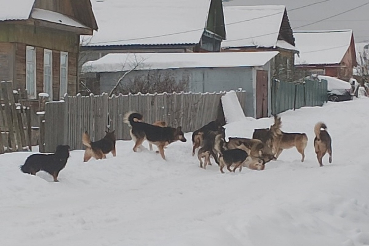 В Тверской области стая собак разрывает домашних животных и пугает людей