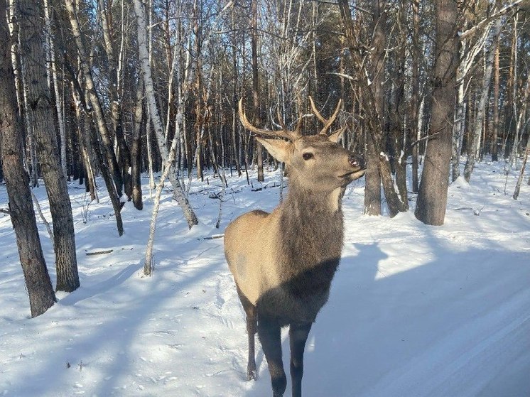 В Амурской области закончился сезон охоты на косуль, лося и изюбра