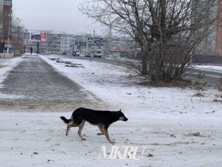 Бродячая собака укусила за лицо мальчика в городе Забайкалья