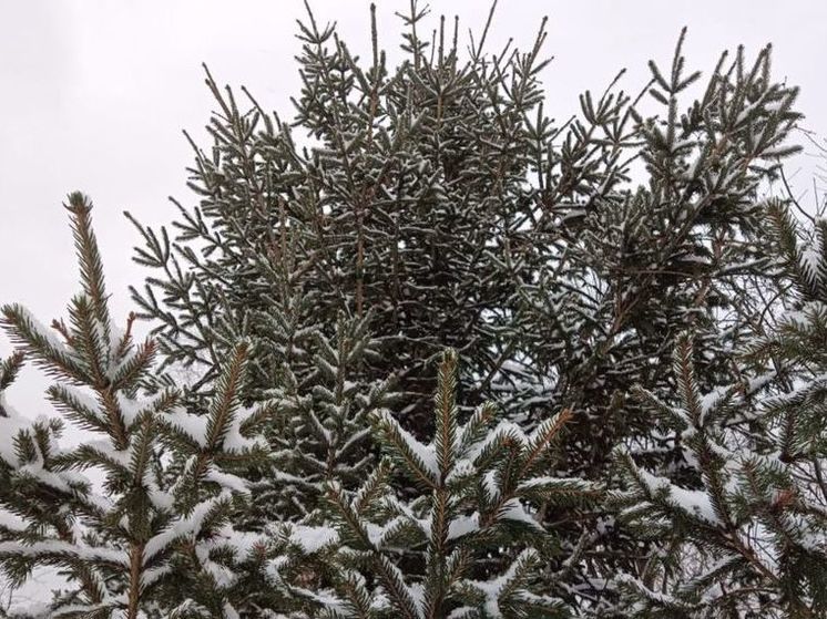 15 января стартует акция «Подари своей ёлке вторую жизнь»