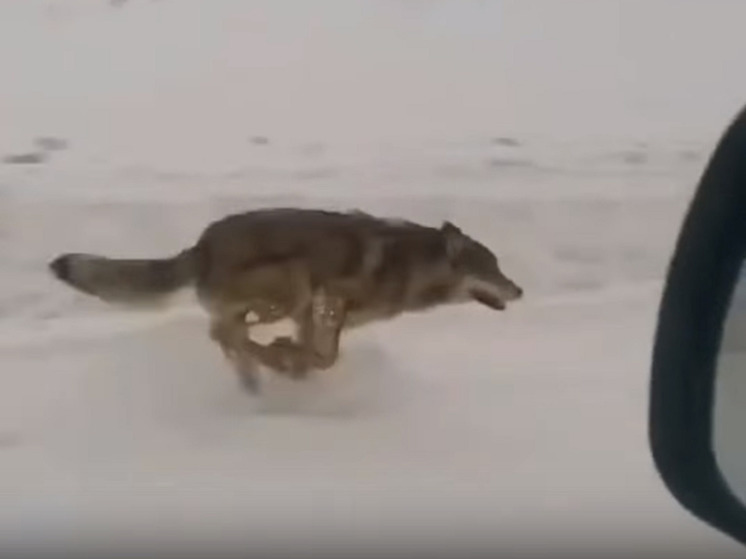 Наперегонки с волками прокатился автомобилист в ЯНАО